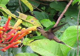 Great-billed Hermit