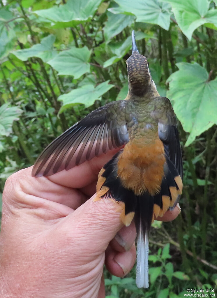 Tawny-bellied Hermitadult