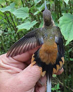 Tawny-bellied Hermit