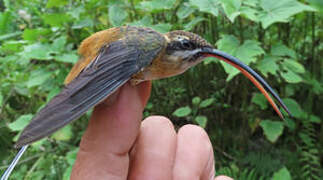 Tawny-bellied Hermit