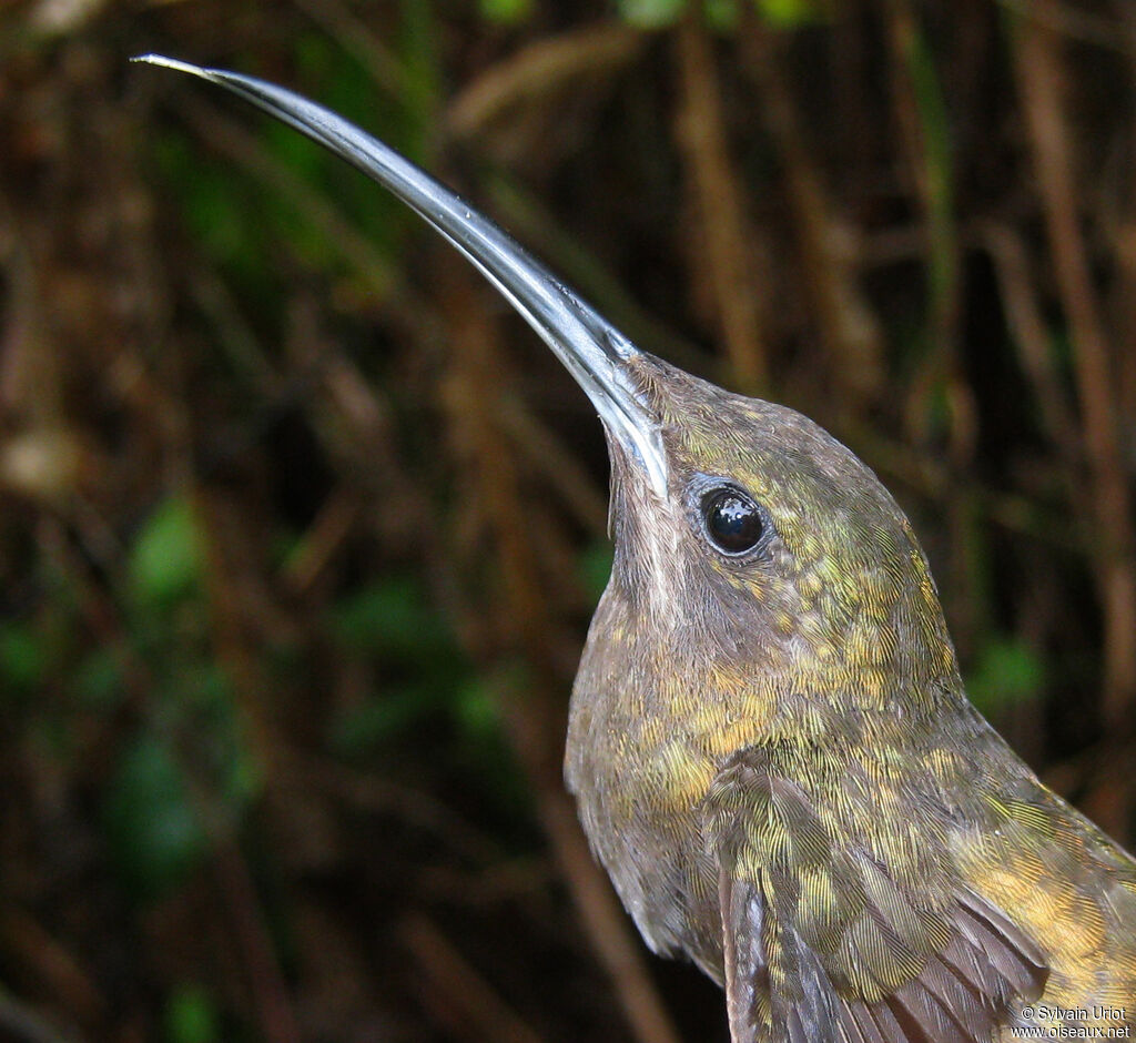 Sooty Barbthroatadult