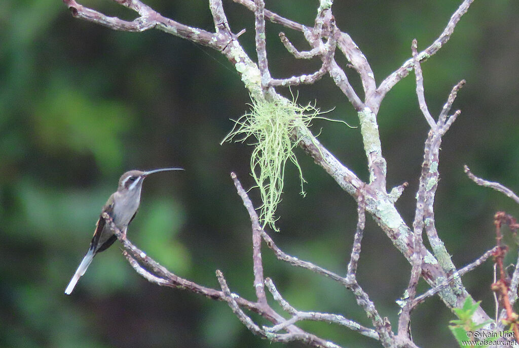 Sooty-capped Hermitadult