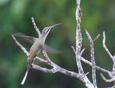 Sooty-capped Hermit