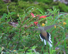 Sooty-capped Hermit