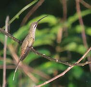 Sooty-capped Hermit