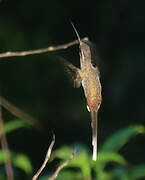 Sooty-capped Hermit