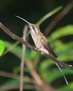 Sooty-capped Hermit