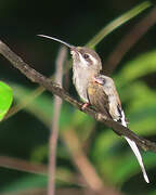 Sooty-capped Hermit