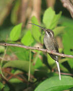 Sooty-capped Hermit