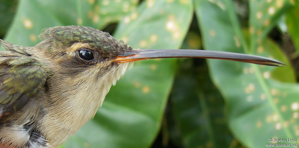 Straight-billed Hermitimmature