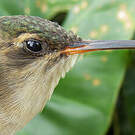 Ermite de Bourcier