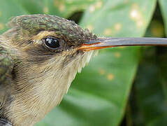 Straight-billed Hermit