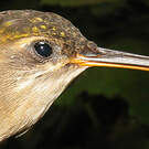 Ermite de Bourcier