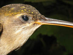 Straight-billed Hermit