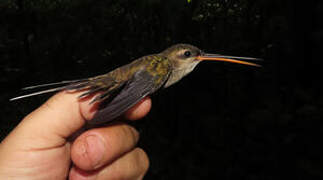 Straight-billed Hermit