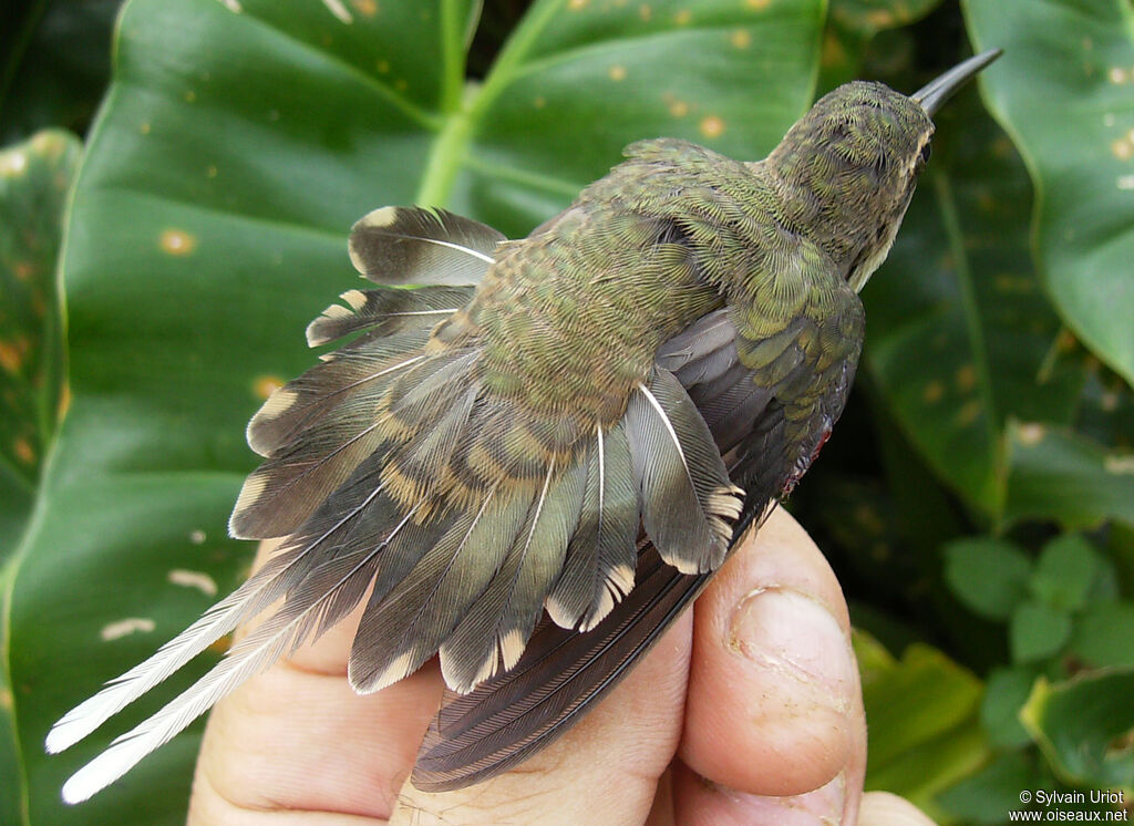 Ermite de Bourcieradulte