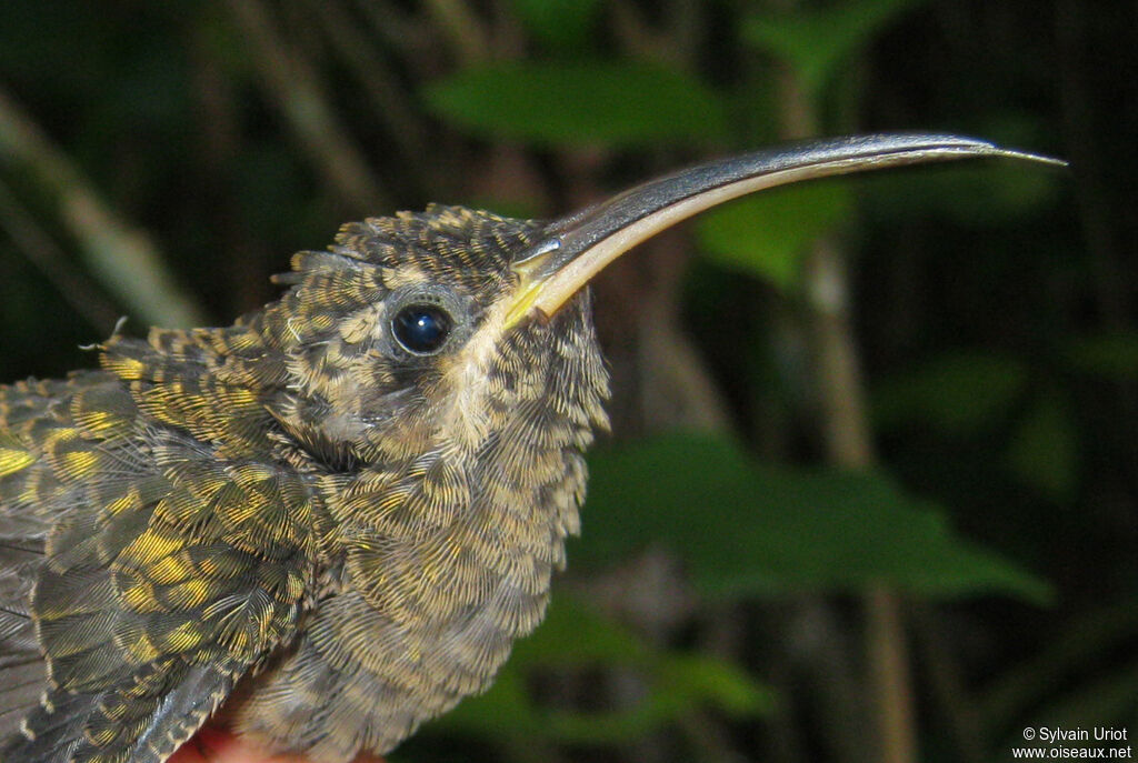 Rufous-breasted Hermitjuvenile