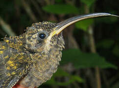 Rufous-breasted Hermit