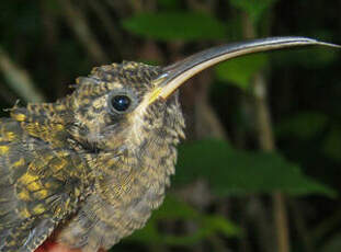 Ermite hirsute