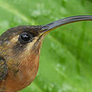 Ermite hirsute