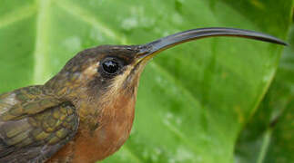 Rufous-breasted Hermit