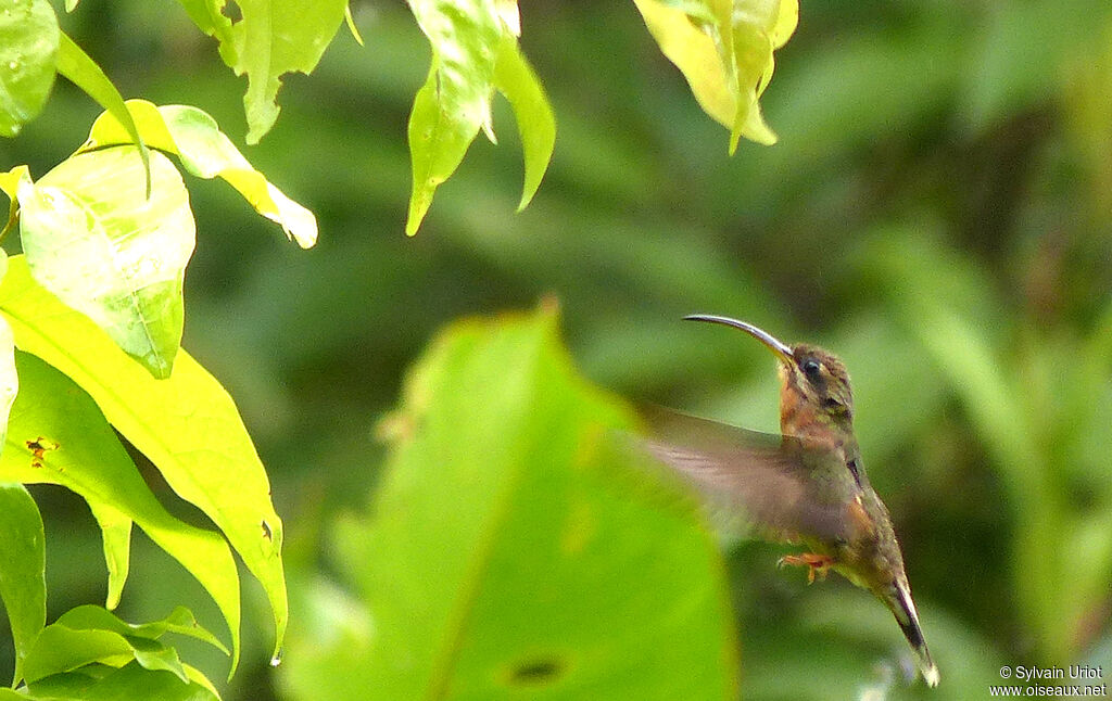 Rufous-breasted Hermitadult