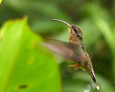 Rufous-breasted Hermit