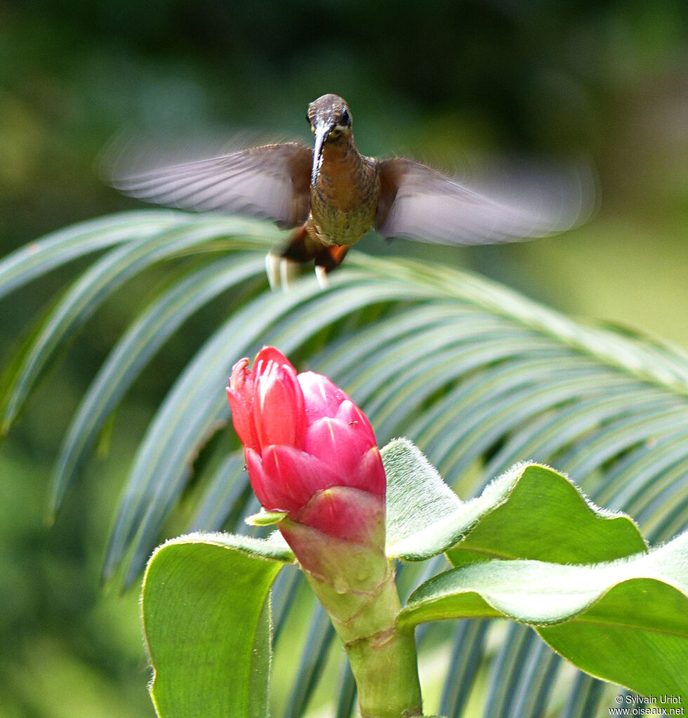 Rufous-breasted Hermitsubadult