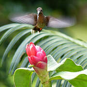 Rufous-breasted Hermit