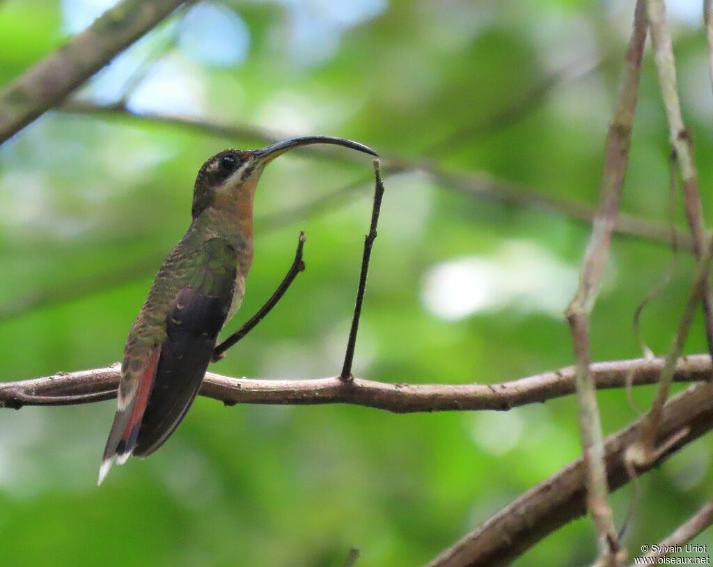 Rufous-breasted Hermit female immature