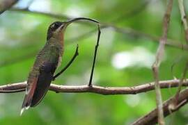 Rufous-breasted Hermit