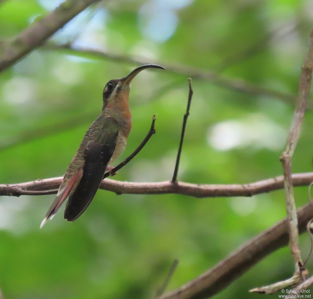 Rufous-breasted Hermit female immature