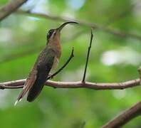 Rufous-breasted Hermit