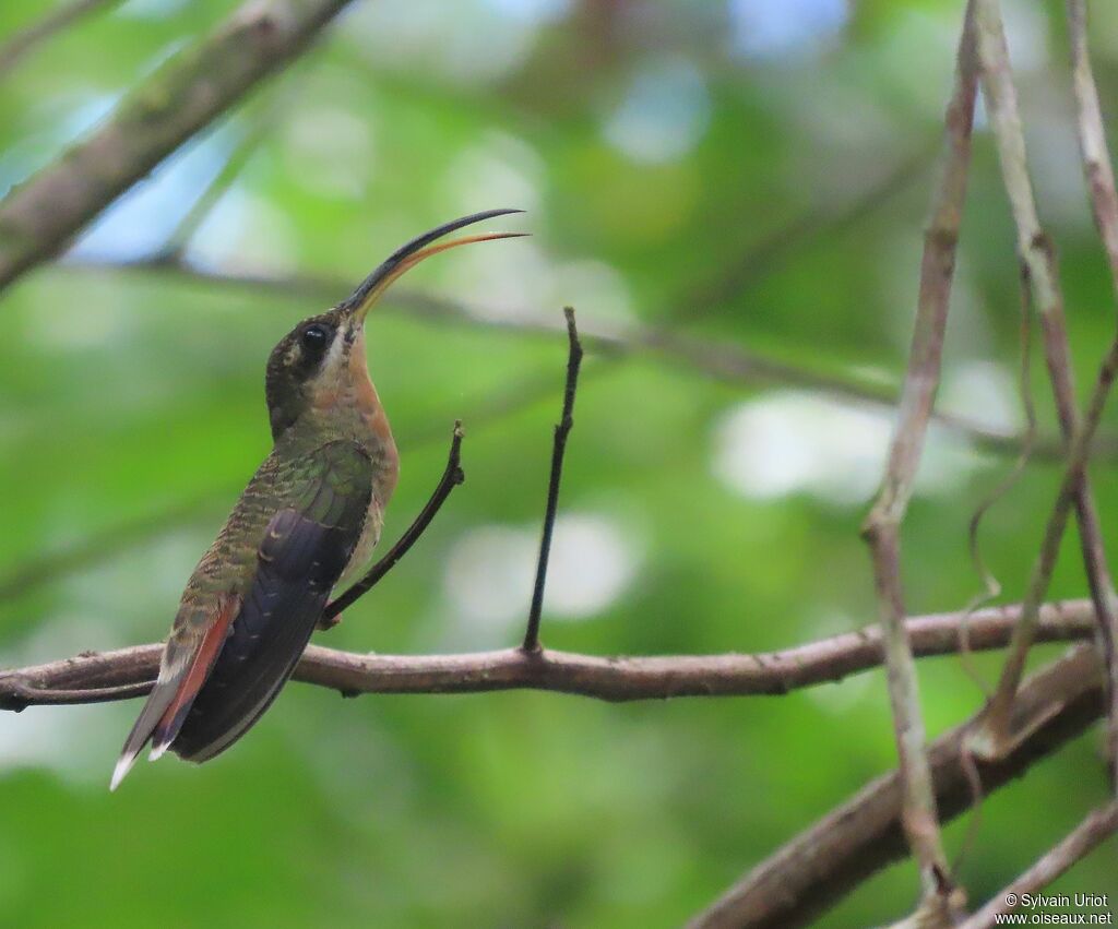 Rufous-breasted Hermit female immature