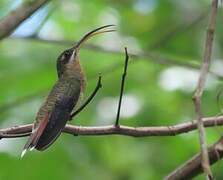 Rufous-breasted Hermit