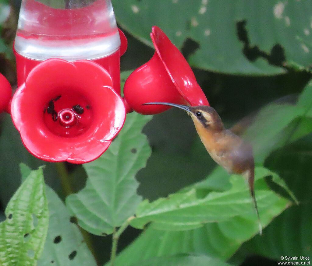 Little Hermit female adult