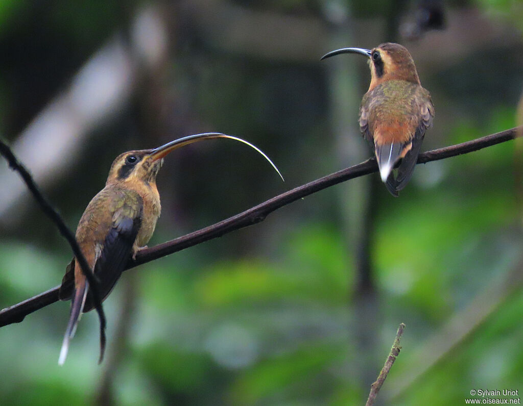 Little Hermitadult