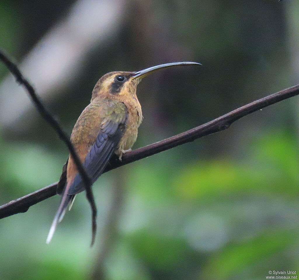 Little Hermit male adult