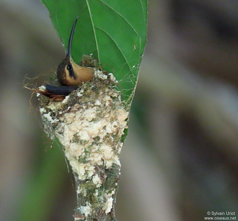 Reddish Hermit female adult, Reproduction-nesting