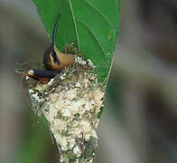 Reddish Hermit