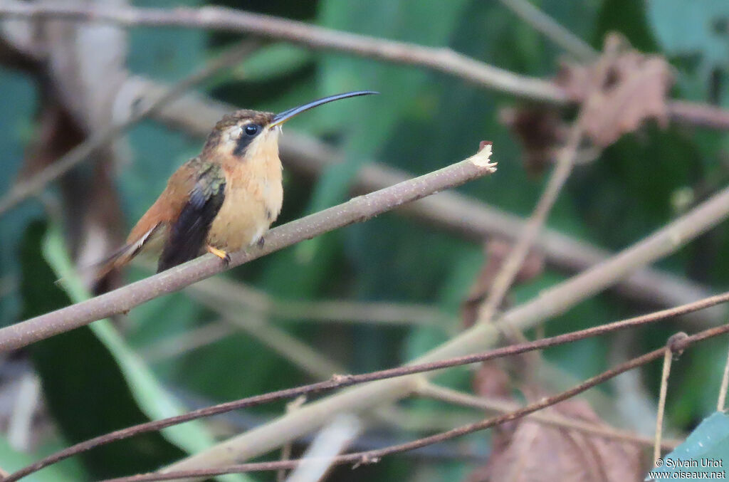 Reddish Hermit male adult