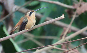 Reddish Hermit