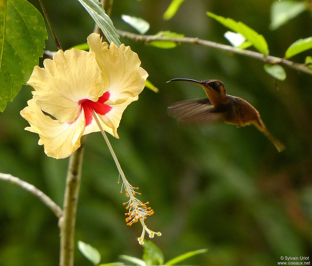 Reddish Hermit