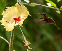 Reddish Hermit