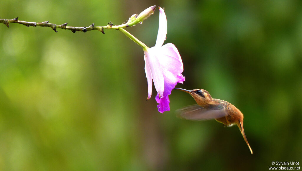 Reddish Hermit