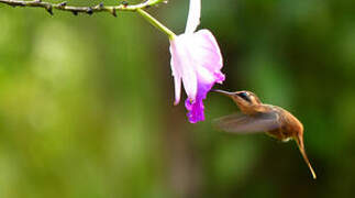 Reddish Hermit