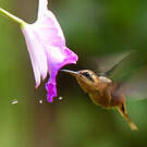 Ermite roussâtre