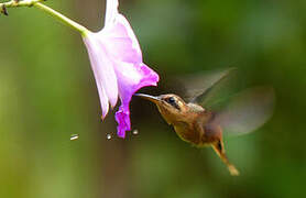 Reddish Hermit