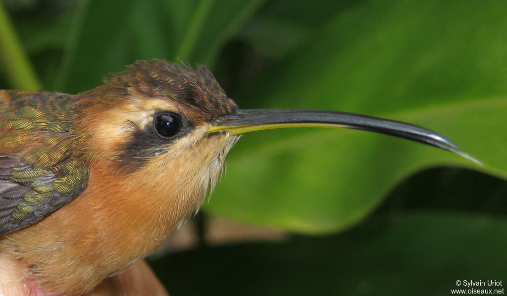 Reddish Hermit female adult