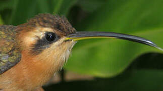 Reddish Hermit